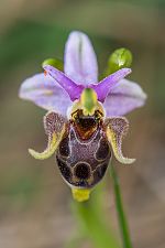 Ophrys cornutula