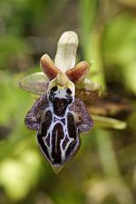 Ophrys cretica