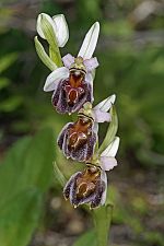 Ophrys elegans