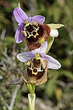 Ophrys episcopalis