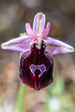 Ophrys ferrum-equinum