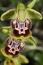 Ophrys flavomarginata