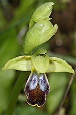 Ophrys fusca