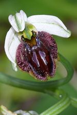 Ophrys garganica