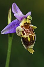 Ophrys heldreichii