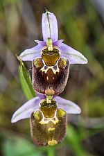 Ophrys heterochila