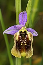 Ophrys holoserica