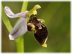 Ophrys hygrophila