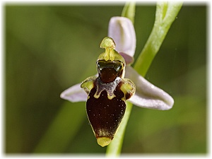 Ophrys hygrophila