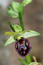 Ophrys incubacea