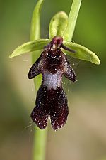 Ophrys insectifera