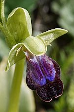 Ophrys iricolor