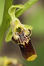 Ophrys isaura