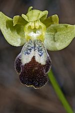 Ophrys israelitica