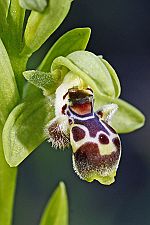 Ophrys khuzestanica