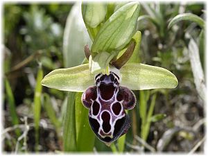 Ophrys kotschyi
