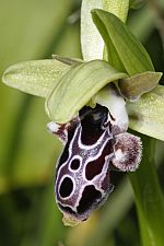 Ophrys kotschyi