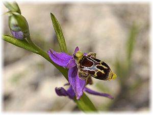 Ophrys kreutzii