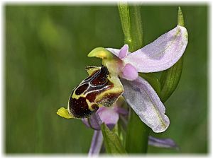 Ophrys kreutzii