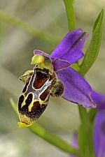 Ophrys kreutzii