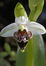 Ophrys lapethica