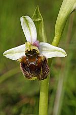 Ophrys levantina