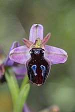 Ophrys lucis