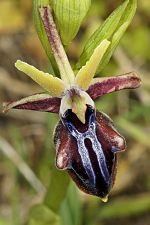 Ophrys mammosa