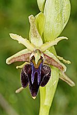 Ophrys morio