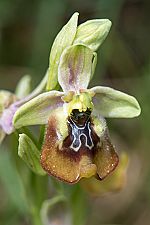 Ophrys oxyrrhynchos