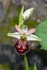 Ophrys panormitana