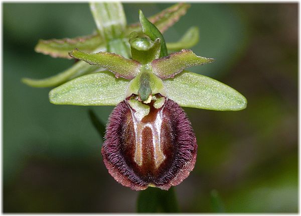 Ophrys panormitana