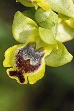 Ophrys phryganae