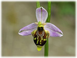 Ophrys phrygia
