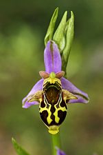 Ophrys phrygia