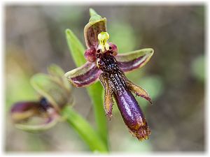 Ophrys regis-ferdinandii