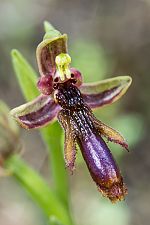 Ophrys regis-ferdinandii