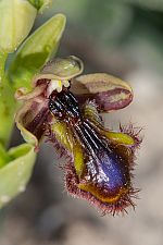 Ophrys regis-ferdinandii X speculum