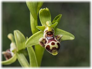 Ophrys rhodia