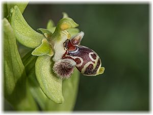 Ophrys rhodia