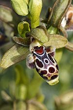 Ophrys rhodia