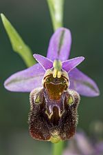 Ophrys saliarisii