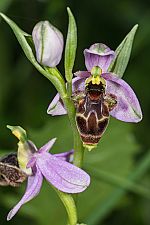 Ophrys scolopax