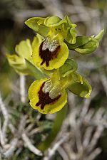 Ophrys sicula