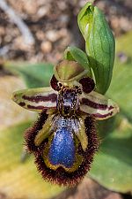 Ophrys speculum