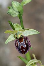 Ophrys sphegodes