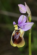 Ophrys tenthredinifera