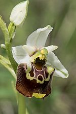 Ophrys tetraloniae