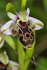 Ophrys umbilicata