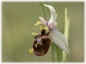 Ophrys untchjii